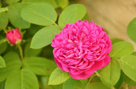 From david austin, rosa gertrude jekyll rose(ausboard) is $28.50 in the us and £17.50 in the uk; Damask Rose Tree Berkem Extraction Vegetale