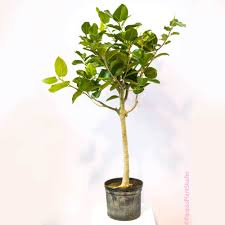 Image result for Ficus conraui