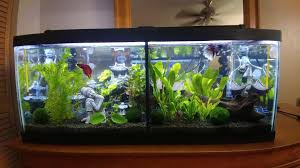 We make are own divders and the link to see how is in the. My New 20 Gallon Long Divided For My 2 Bois Don T See Many Single Divided 20 Longs Here So I Wanted To Share Bettafish