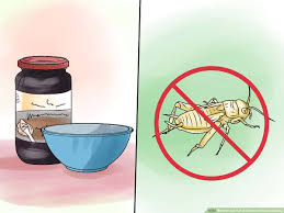 I'll try to watch my tongue around dm's from now on, so i don't get sniped by a faker again. 3 Ways To Get Rid Of Common House Geckos Wikihow