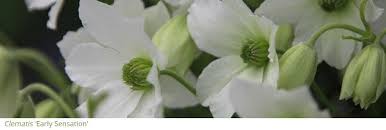 2 lt pot (60cm cane) £24.99. Gardening Features From Crocus Co Uk Spring Flowering Clematis