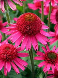 Echinacea Delicious Candy Bluestone Perennials Plants Perennial Plants Perennials