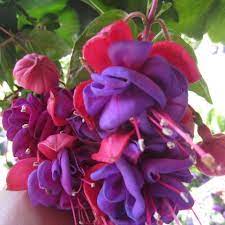 Pin On Shade Plants