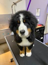 We did not find results for: Adventure Kanyon Blog Laughing Dogs