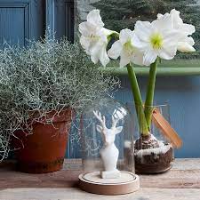 Repot the bulb using fresh growing mix. All About Amaryllis Flowers Commonly Asked Questions Bulb Blog