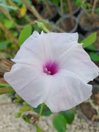 Image result for Ipomoea carnea