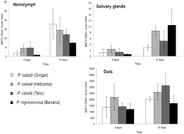 Winged aphids may also rise up in the day as high as 600 m where they are transported by strong winds. Viruses Free Full Text Localization Concentration And Transmission Efficiency Of Banana Bunchy Top Virus In Four Asexual Lineages Of Pentalonia Aphids Html