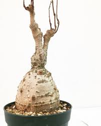 Image result for Elephantorrhiza elephantina