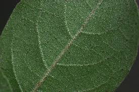 Image result for Combretum imberbe