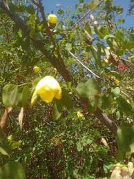 Image result for Bauhinia tomentosa