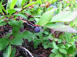 Image result for Vaccinium stanleyi
