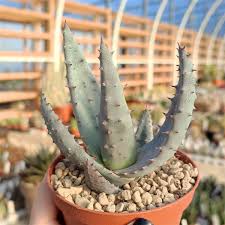 Image result for Aloe aculeata × ortholopha
