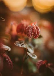 So feel free to experiment as much as you want. 5 Steps For Creative And Beautiful Flower Photography