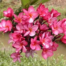 Chompoo Phuang Roi Dwarf Watermelon Plumeria Flowers Plumeria Growing Tree