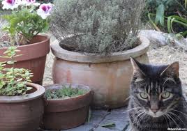 At dobies you can buy everything you need for a blooming garden all year around. Cat Friendly Gardens Garden Designer Pet Friendly Gardens