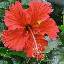 Hibiscus Red Species Hibiscus Psyche Australian Plants Online Hibiscus Plant Hibiscus Pretty Flowers