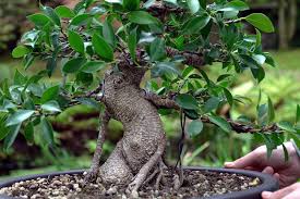 Image result for Ficus