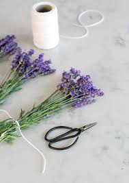 Learn How To Grow And Dry English Lavender Plus Discover Recipes And Ideas For Using This Fragrant H In 2020 English Lavender Dried English Lavender Lavender Recipes