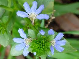 Image result for Scaevola