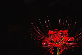 「曼珠沙華」の画像検索結果