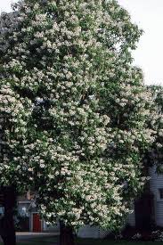 Image result for Catalpa