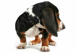 Lancaster puppies offers basset hound puppies for sale. Beagle Basset Hound Mix A K A Bagle Hound An Overview Ultimate Home Life