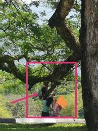 Hujan ini terjadi di sekitar garis khatulistiwa guys! Taiping Zone Tolonglah Jangan Panjat Pokok Hujan Tadi Facebook