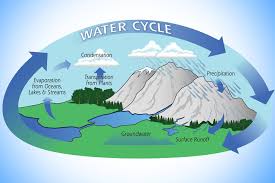 Explain how human activities have impacted these cycles and the resulting potential consequences for earth. Biogeochemical Cycle Definition Types And Importance