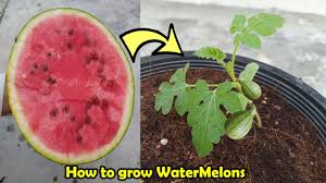 When seedlings sprout, thin to just two plants per hill. How To Grow Watermelon In Pot Youtube