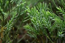 ハイビャクシン 庭木図鑑 植木ペディア