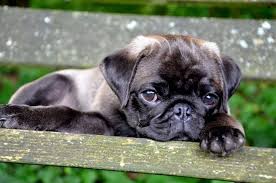 Black And Tan Puggle Puppies For Sale Cute Silver Pug Puppy With Images Cute Pugs Pug Puppies Puggle Puppies