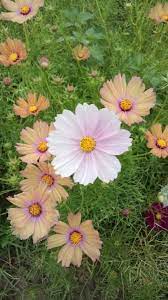 Pin On Cosmos