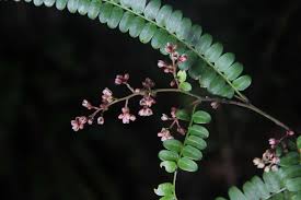 Image result for Zanthoxylum delagoense