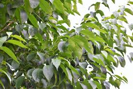 コレステロールが気になる方には杜仲茶がおすすめ 健康茶ラボ