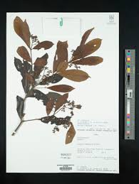 Image result for Cordia torrei