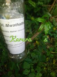 Image result for Olinia rochetiana