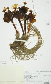 Image result for Ranunculus raeae