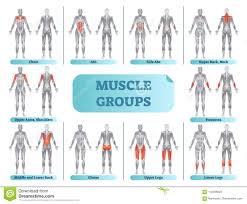 female muscle groups anatomical fitness vector illustration