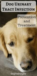 Dog Urinary Tract Infection Prevention And Treatment For Dog Uti Dog Uti Dog Uti Treatment Bladder Infection In Dogs