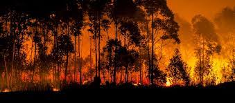 May 07, 2020 · a number of wildfires are burning in florida today, may 7, as red flag conditions persisted. How Governments Can Take Action To Limit Extreme Wildfires