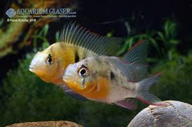 Stefan_b der schmetterlingsbuntbarsch ist ein recht ruhiger und mutiger fisch, welcher allerdings sein revier massiv verteidigt. Mikrogeophagus Altispinosus Bolivianischer Schmetterlingsbuntbarsch My Fish Aus Freude An Der Aquaristik