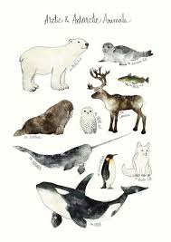 Arctic Antarctic Animals Art Print By Amy Hamilton Society6 Animal Posters Antarctic Animals Animal Drawings
