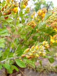 Image result for Crotalaria oocarpa