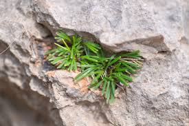 Image result for Actiniopteris