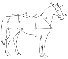 Horse Harness Measurement Guide