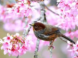 Résultat de recherche d'images pour "gifs oiseaux printemps"