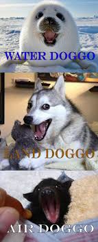 What S Next Daily Lol Pics Funny Animals Cute Funny Animals Funny Pictures