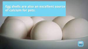 Maybe you would like to learn more about one of these? Can Dogs Eat Eggs Are Raw Eggs Good For Dogs Petmd