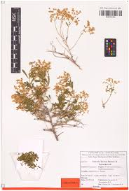 Image result for Lijndenia sp. cf barteri