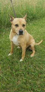Adoption fees help us cover the costs of vet bills, prescriptions, food, supplies, grooming and you can fill out an application and be interviewed for approval on the spot! Dogs For Adoption Near Silver Spring Md Petfinder